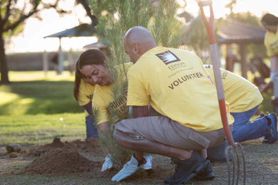 Group of volunteers planting trees